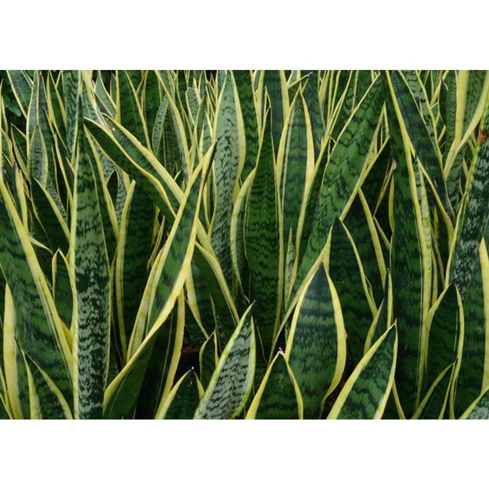 Amazon.com: American Plant Exchange Snake Plant – Large 10-Inch